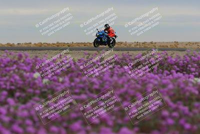 media/Jan-14-2023-SoCal Trackdays (Sat) [[497694156f]]/Turn 14 Exit Bloomig (145pm)/